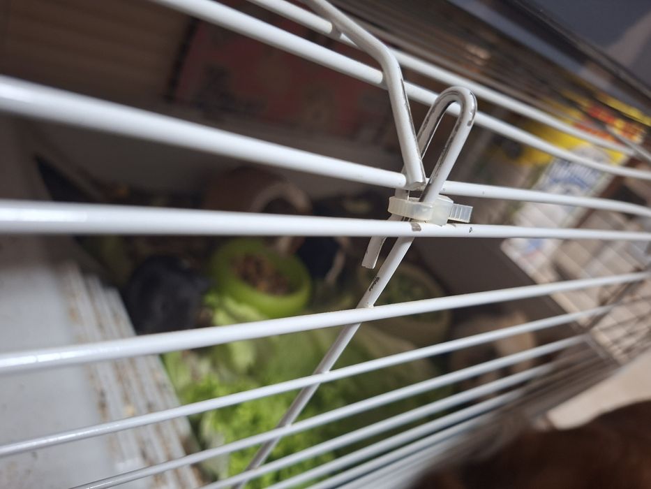 Малки морски свинчета