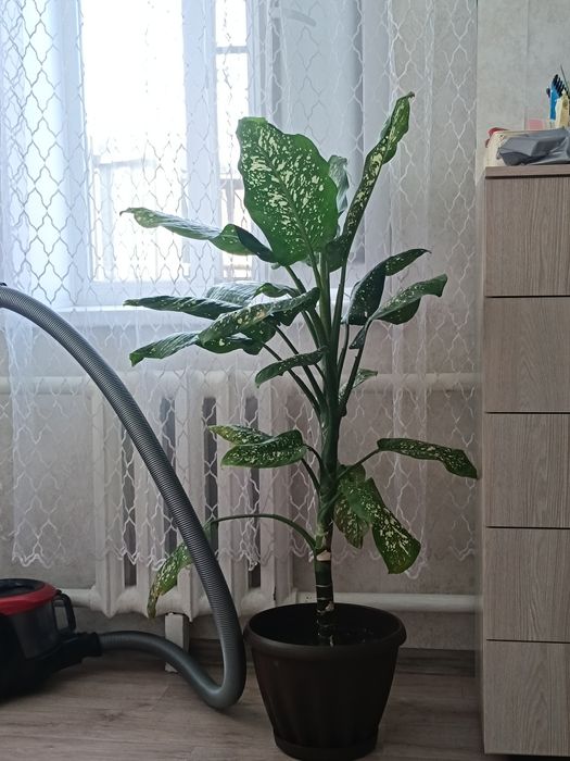 Продам растения для дома и офиса