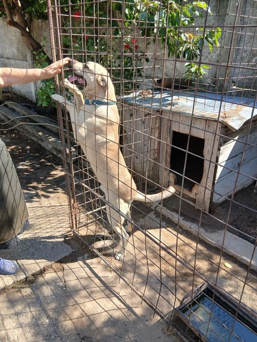 Kangal   pentru iubitori deo animale  .