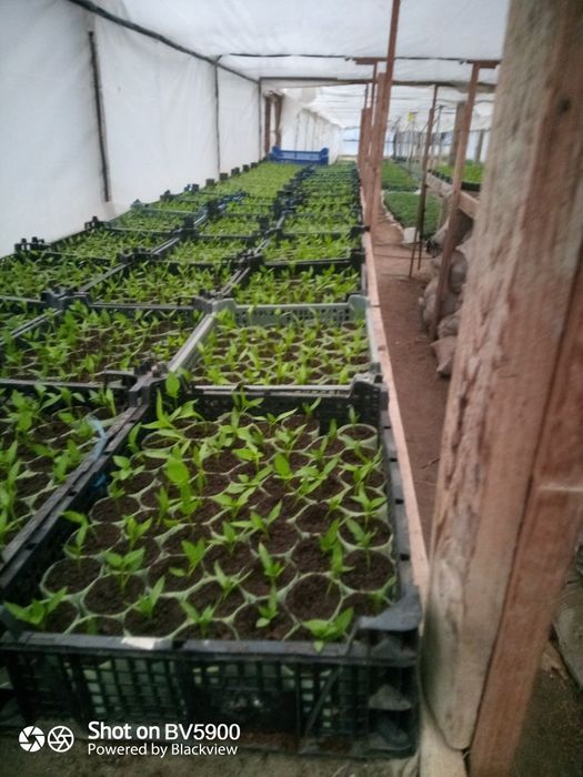 Răsaduri profesionale