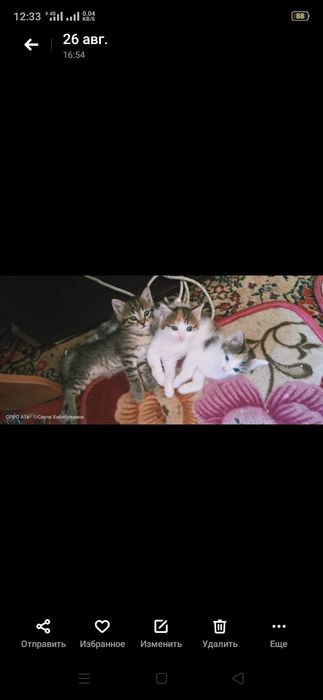 Отдам домашних КОТЯТ в добрые руки