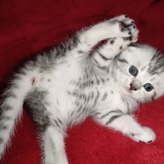 Вязка не продажа Кот серебристый шиншилла