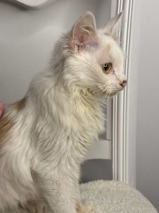 Котик Коржик ищет дом