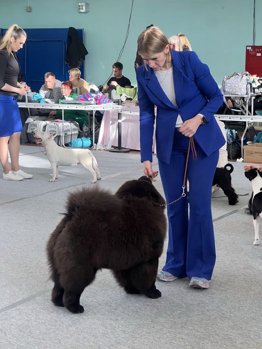 Молодой кобель чау-чау с документами