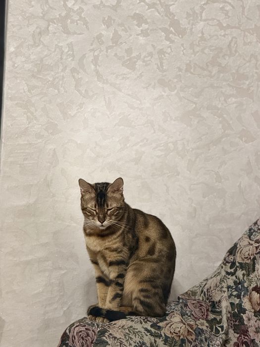 Бенгальская кошка