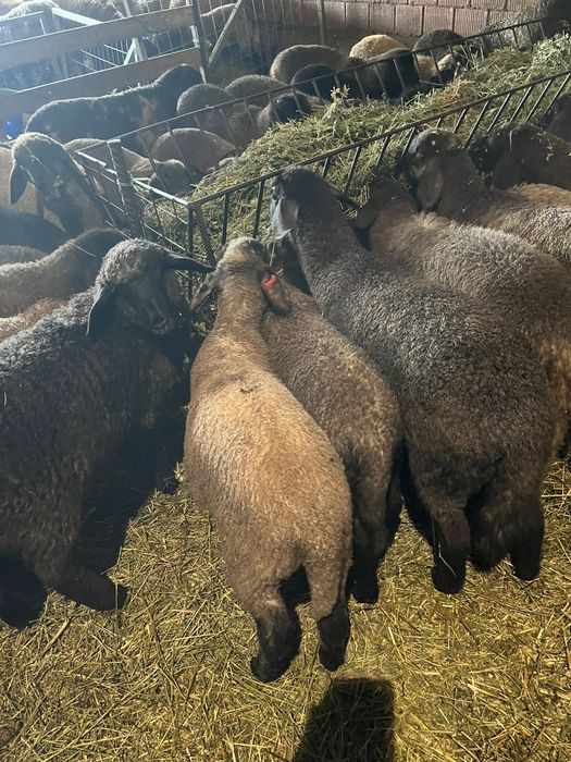 Miei birci de vanzare