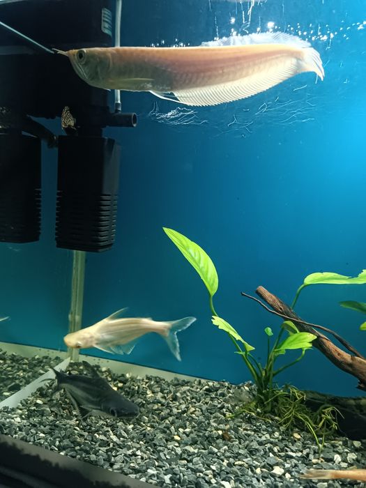 Arowana gold (banan)