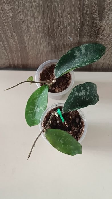 Крассипетиолата сплеш, Пхувуаенсис, Бордени