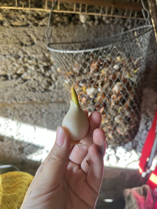 тюльпаны 3кг луковица