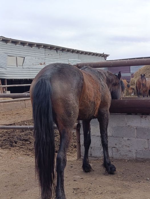 Продам жеребца иноходец