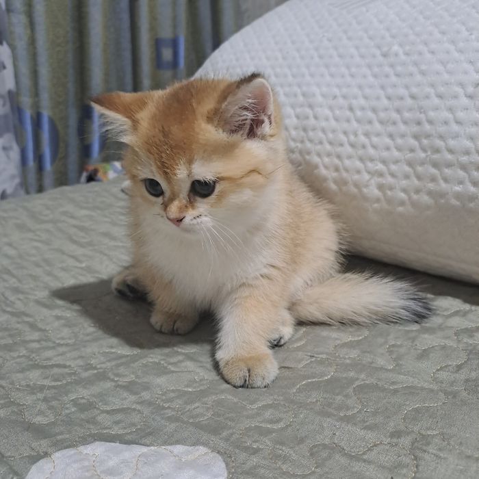 Продажа котят золотой шиншилы