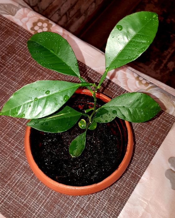 Продам лимон. Цена 3 200.