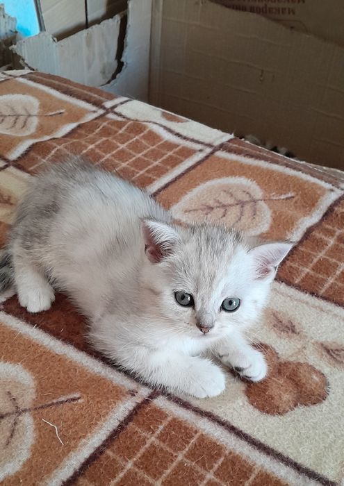 Британские котята