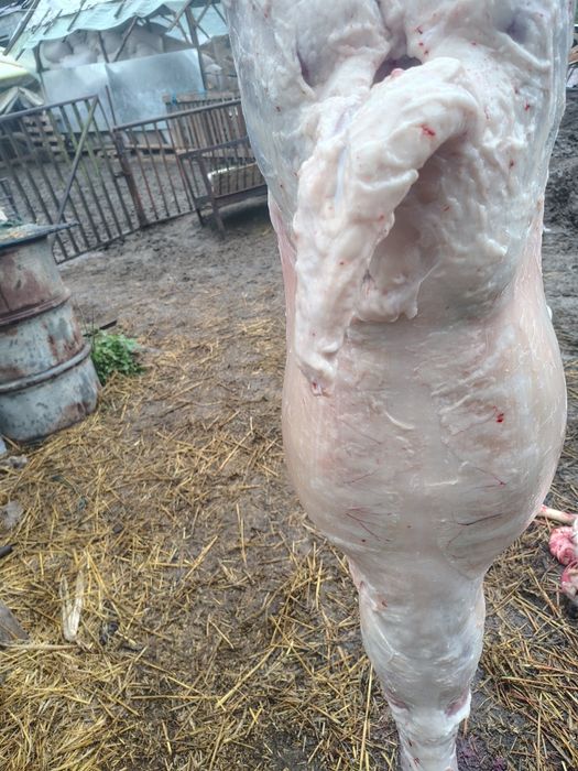 добре гледани  агнета