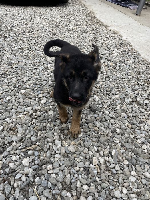 Pui Ciobănesc German