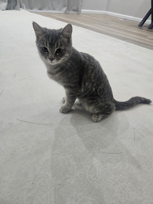 Отдам котенка бесплатно