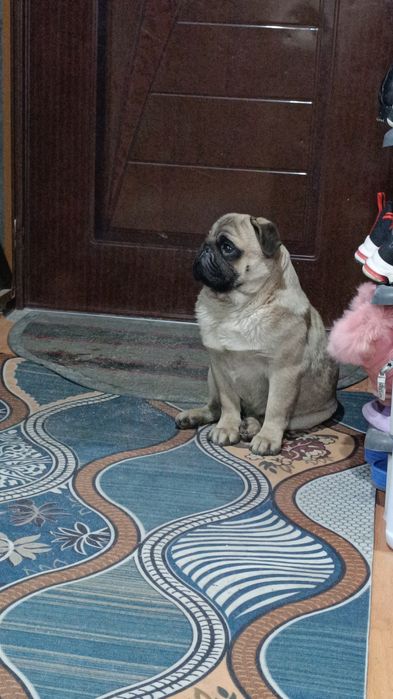 Украли мопса есть видео