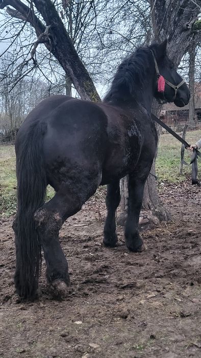 Vând mânz negru greu