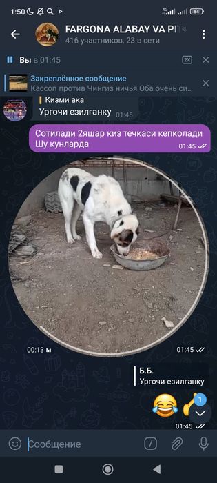 Сабака алабай сотилади