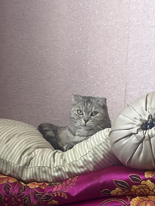Кошка порода Метис