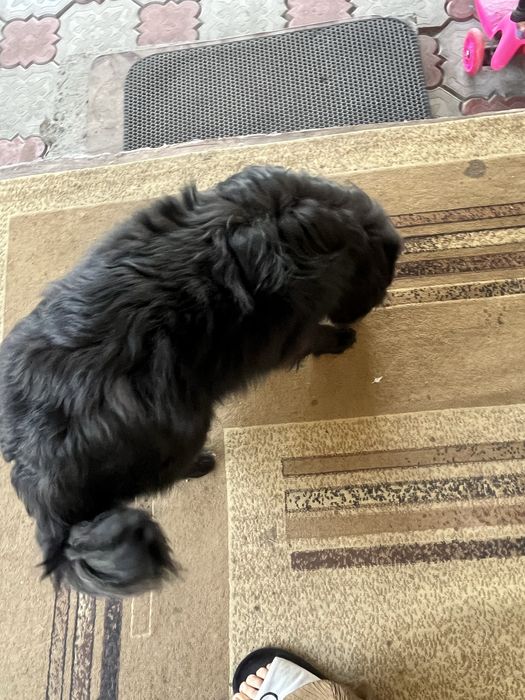 Щенка в хорошие руки