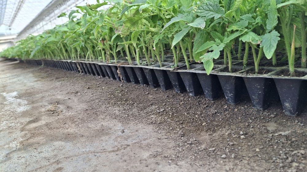 Pamidor kõchat  alamina