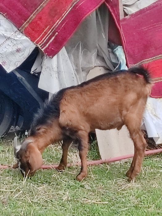 Продам нубийского козлика