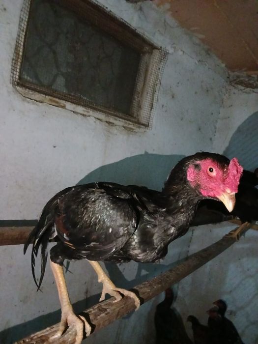 Продажа пара бойцовский петухов