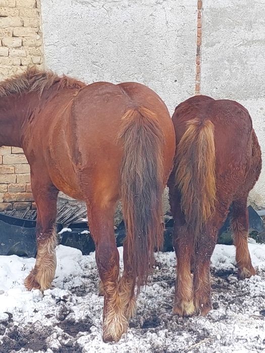 Cai tineri de vânzare