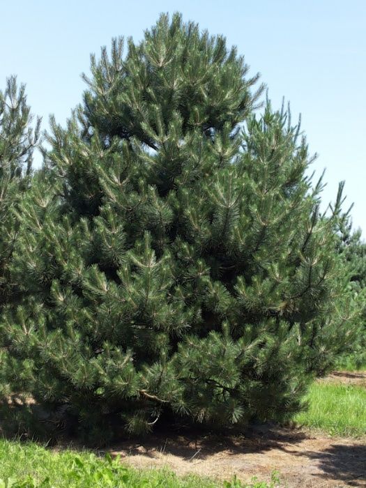 Chiparos de balta Taxodium pin Pinus nigra