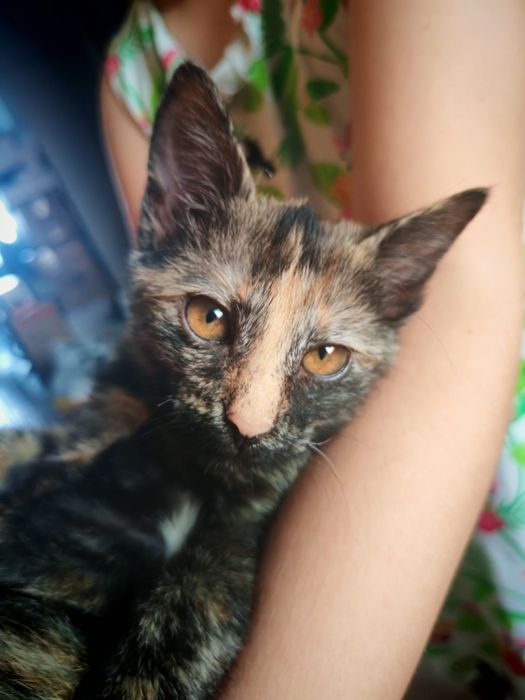 Котенок девочка в добрые руки