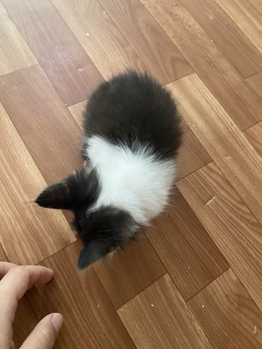 Котенок Мальчик 1 месяц
