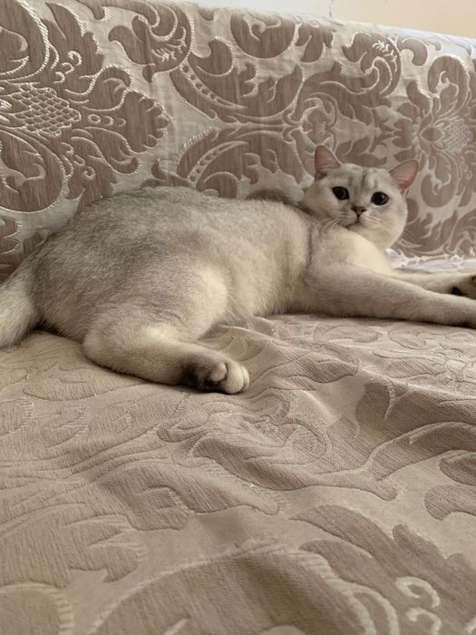 Продам кота , Фуджи