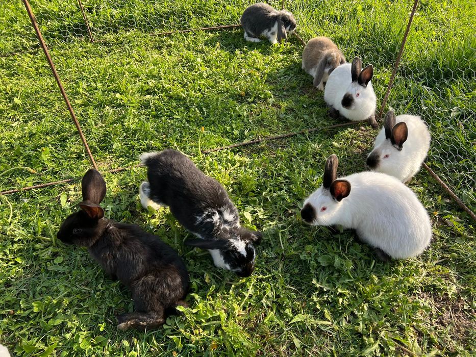 Vând iepuri [berbec german/californian]