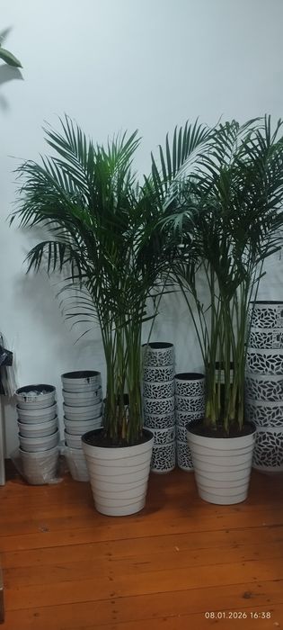 Уход за растениями