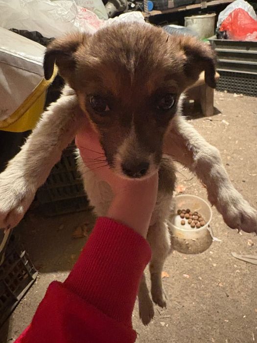 Срочно ищем дом щеночку!