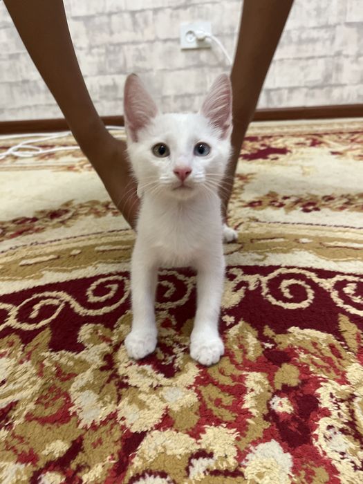 Отдам в хорошие руки