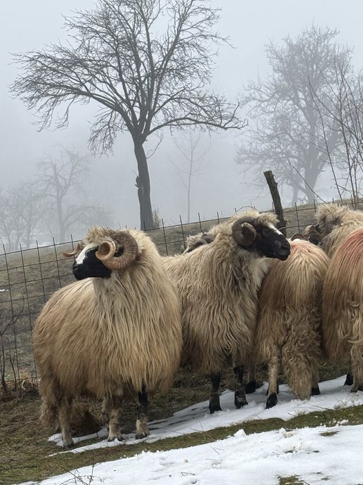 Berbeci brezi de vanzare!