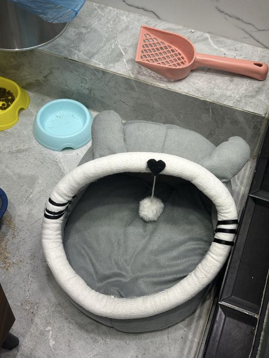 чёрный котёнок БЕСПЛАТНО