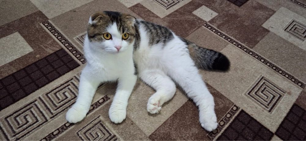 Котик в добрые руки