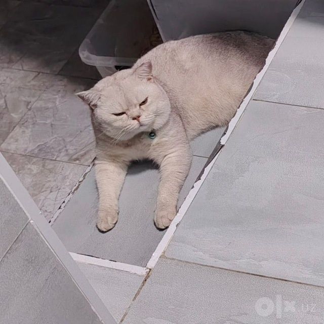 Вязка кота серебристый Шин шыла