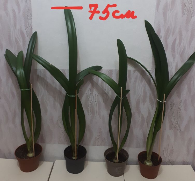 Комнатные цветы гиппеаструм (амариллис)