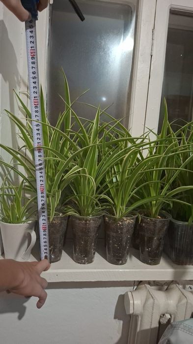 Хлорофитум 500тг