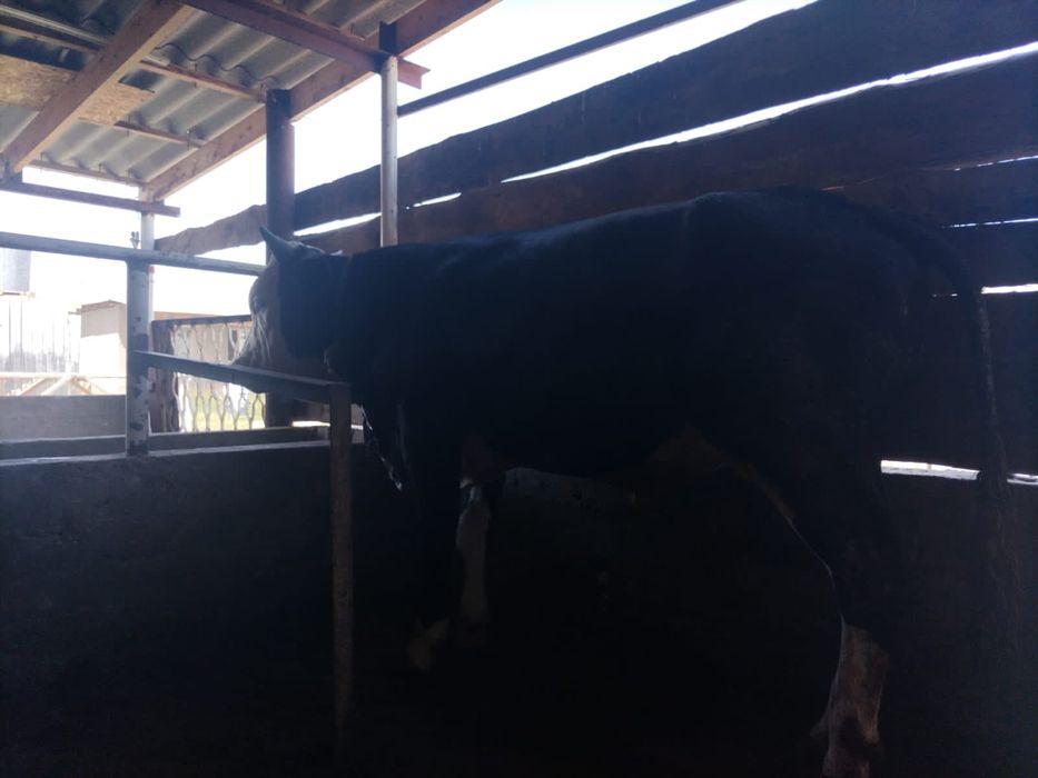 4. Бука сатылады