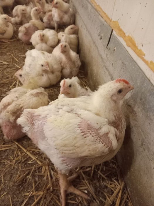 Vând pui alb de carne