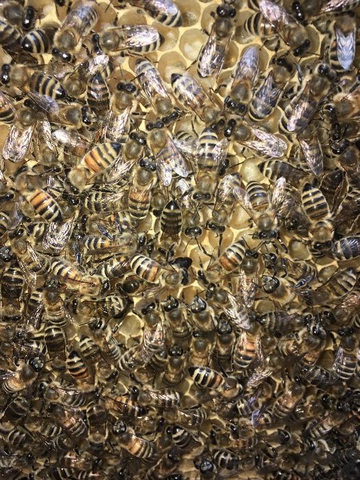 Майиски Асал  Пахта  Асал сотилади.