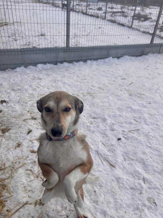Ласковая собачка Кристи ищет маму и папу!
