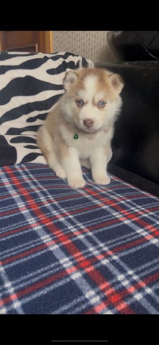 Девочки Хаски большой выбор приятная цена