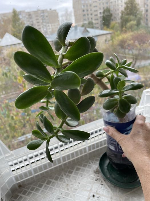 Продам комнатные цветы