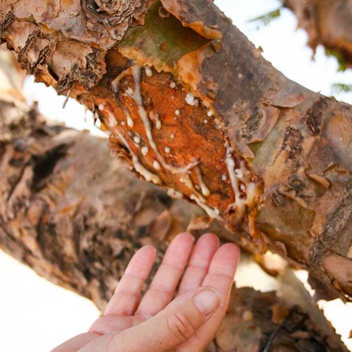 Бял Тамян от ОМАН натурален